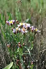 Strandasters (Aster tripolium)