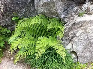 Fjeld-fjerbregne (Athyrium distentifolium)