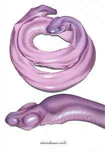 Ormepadden Atretochoana eiselti