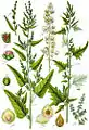 Atriplex sp
