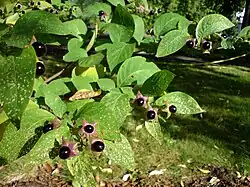 Galnebær (Atropa belladonna).