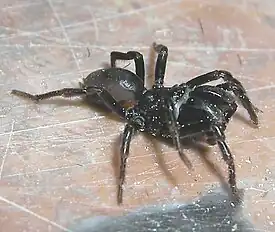 Tapetserfugleedderkoppen