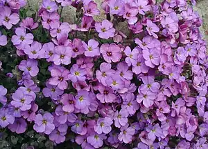 Aubrieta x cultorum.