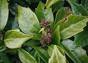 Haveaucuba(Aucuba japonica)Foto: Sten Porse