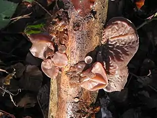 Almindelig Judasøre (Auricularia auricula-judae)