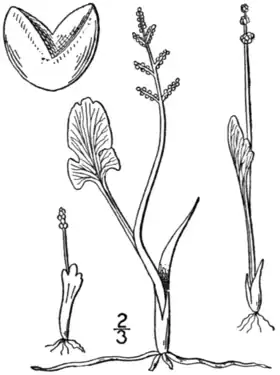 Botanisk illustration fra 1913