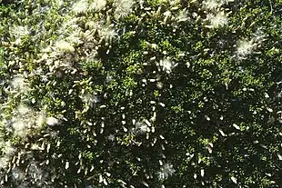 Magellankorsrod (Baccharis magellanica) Foto: Franz Xaver.