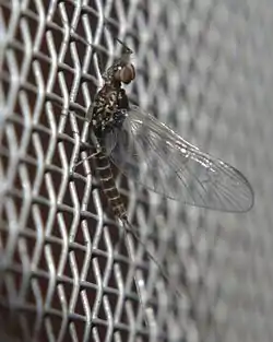 Han imago af Baetis tricaudatus