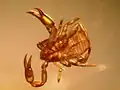 mosskorpion - Arachnida,Pseudoscorpion´