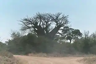 Baobabtræ i Kruger National Park