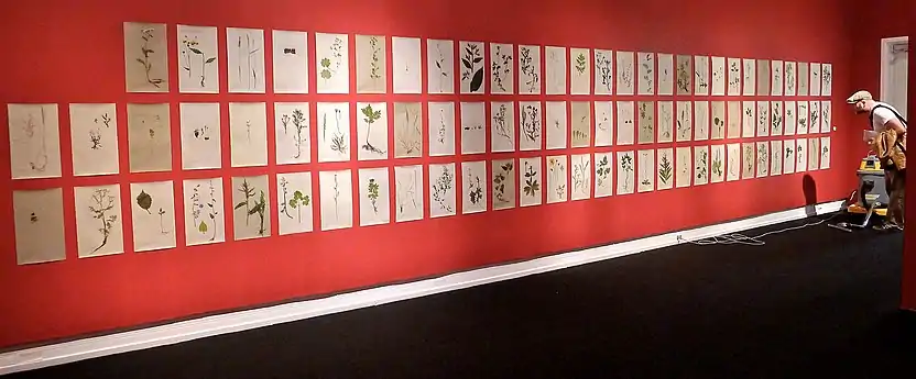 Barbro Maria Tiller (no): Gjenstridig flora, installation 2010-12, Høstutstillingen 2012. Foto: Oda Bhar