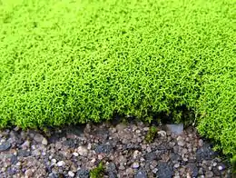 Violet Snohår Barbula convoluta