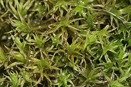 Pomeranskalktuemos Didymodon spadiceus