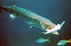Barracuda med bytte - blæksprutte(Florida Keys National Marine Sanctuary)