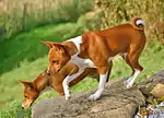 2 Basenji i naturen