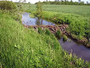 Dæmning bygget af en bæver.