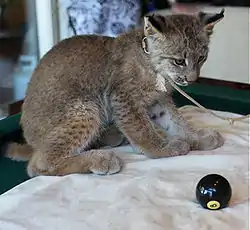 LoskillingFoto: Steve Jurvetson, Menlo Park, USA