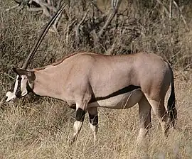 Østafrikansk oryx i Kenya