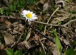 Tusindfryd (Bellis perennis) er den eneste, danske art.
