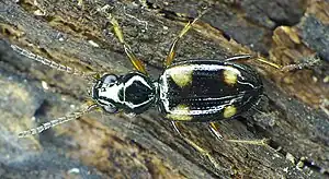 Bembidion quadrimaculatum, en glansløberart.