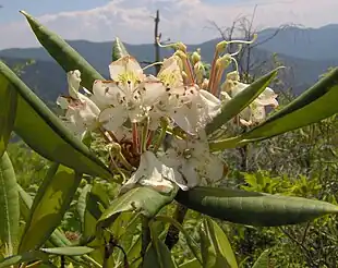 Rhododendron maximum på det naturlige voksestedi Great Smoky Mountains.