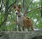 Basenji viser karakteristiske store, fremadpegende ører.