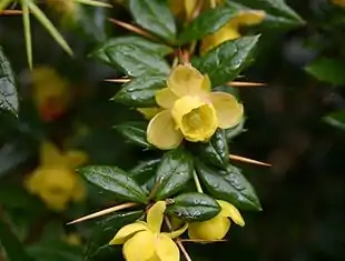 Vorteberberis (Berberis verruculosa) har duftende blomster.