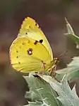 Sydlig høsommerfugl  -  Colias alfacariensis