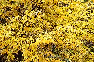 Betula chinensis Foto: Sten Porse