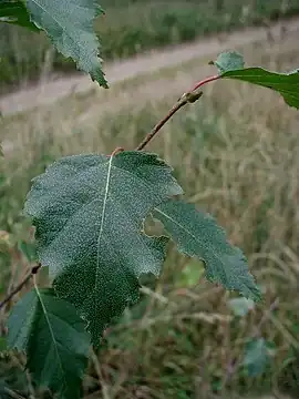 Skud og blade af Vortebirk (Betula pendula).