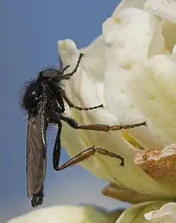 Hårmyg af arten Bibio johannis