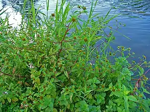 Fliget brøndsel (Bidens tripartita) Foto: H. Zell