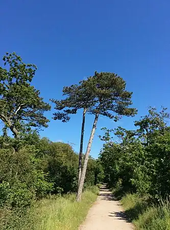 Bildsø Skov Skovstien fra Drøsselbjergvej til storebæltskystenJuni 2015