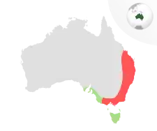 Udbredelse:C. (Z.) f. funereus : rød C. (Z.) f. xanthanotus grøn