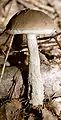 Leccinum scabrum