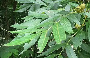 Bitter Hickory (Carya cordiformis). Foto: Jim Conrad.