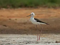 Stylteløber Himantopus himantopus