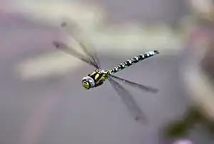 Blå mosaikguldsmed, Aeshna cyanea