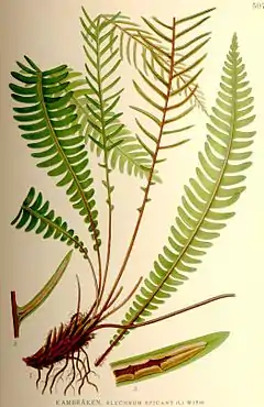 Kambregne (Blechnum spicant).