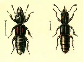 Bledius furcatus og Bledius unicornis