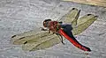 Sympetrum sanguineum.