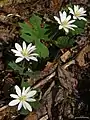 Sanguinaria canadensis
