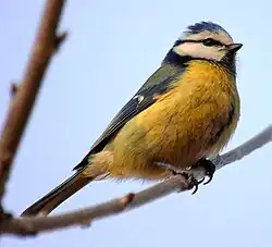 Blåmejse, Cyanistes caeruleus