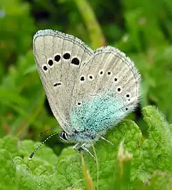 Kløverblåfugl.Foto: Luis Miguel Bugallo Sánchez