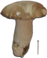 Boletus edulis