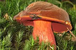 Punktstokket Indigo - rørhat (Boletus erypthropus).