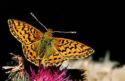 Moseperlemorsommerfugl     Boloria aquilonaris