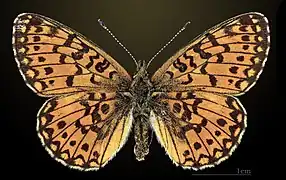 Brunlig perlemorsommerfugl