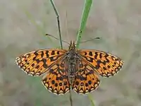 Violet perlemorsommerfugl    Clossiana dia