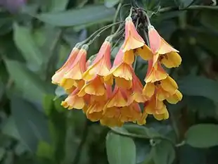 Bomarea multiflora Foto: Scott Zona